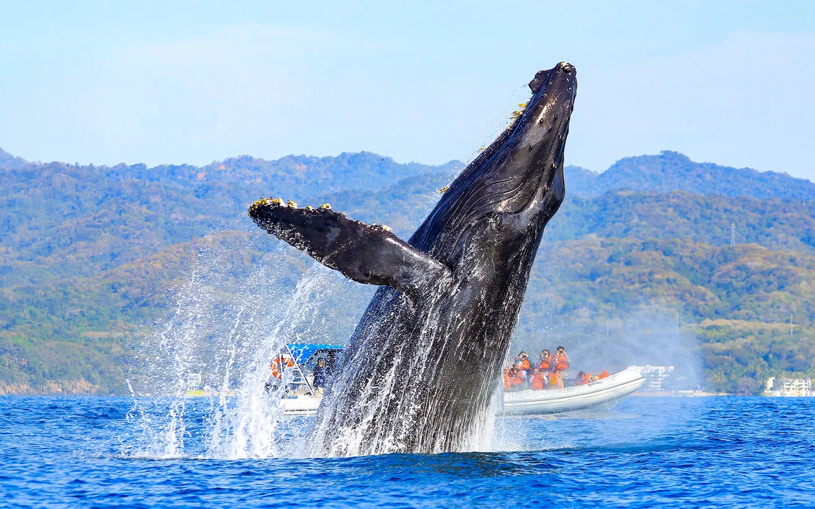 Tours and things to do in Nuevo Vallarta