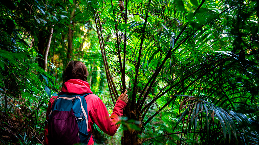 The Top Hiking Trails in Puerto Vallarta and Riviera Nayarit