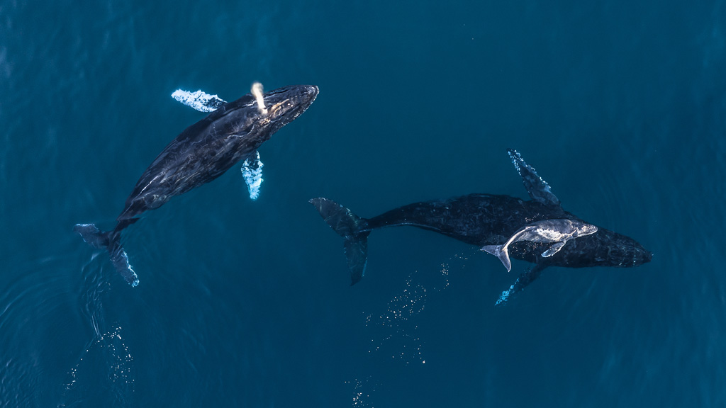 Best Spots for Whale Watching in Punta de Mita