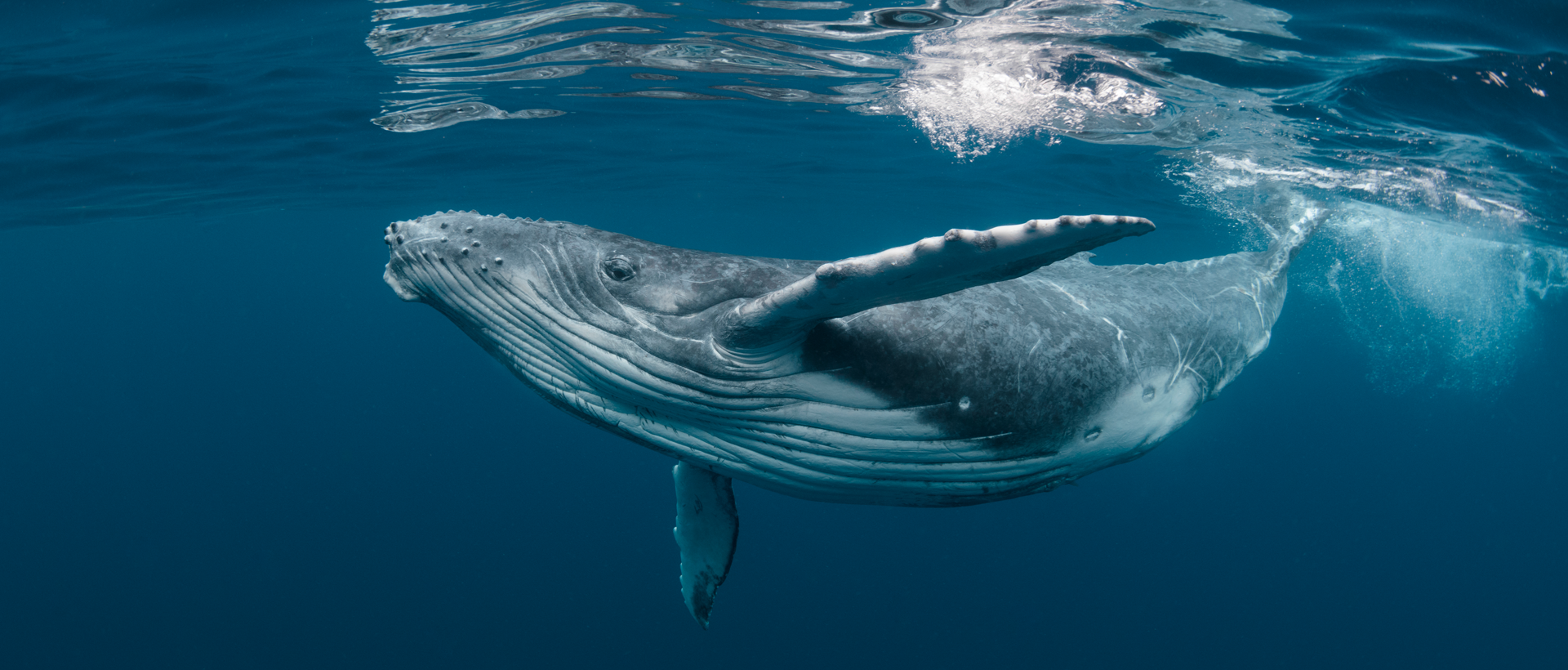 When Is Whale Watching Season in Punta de Mita?